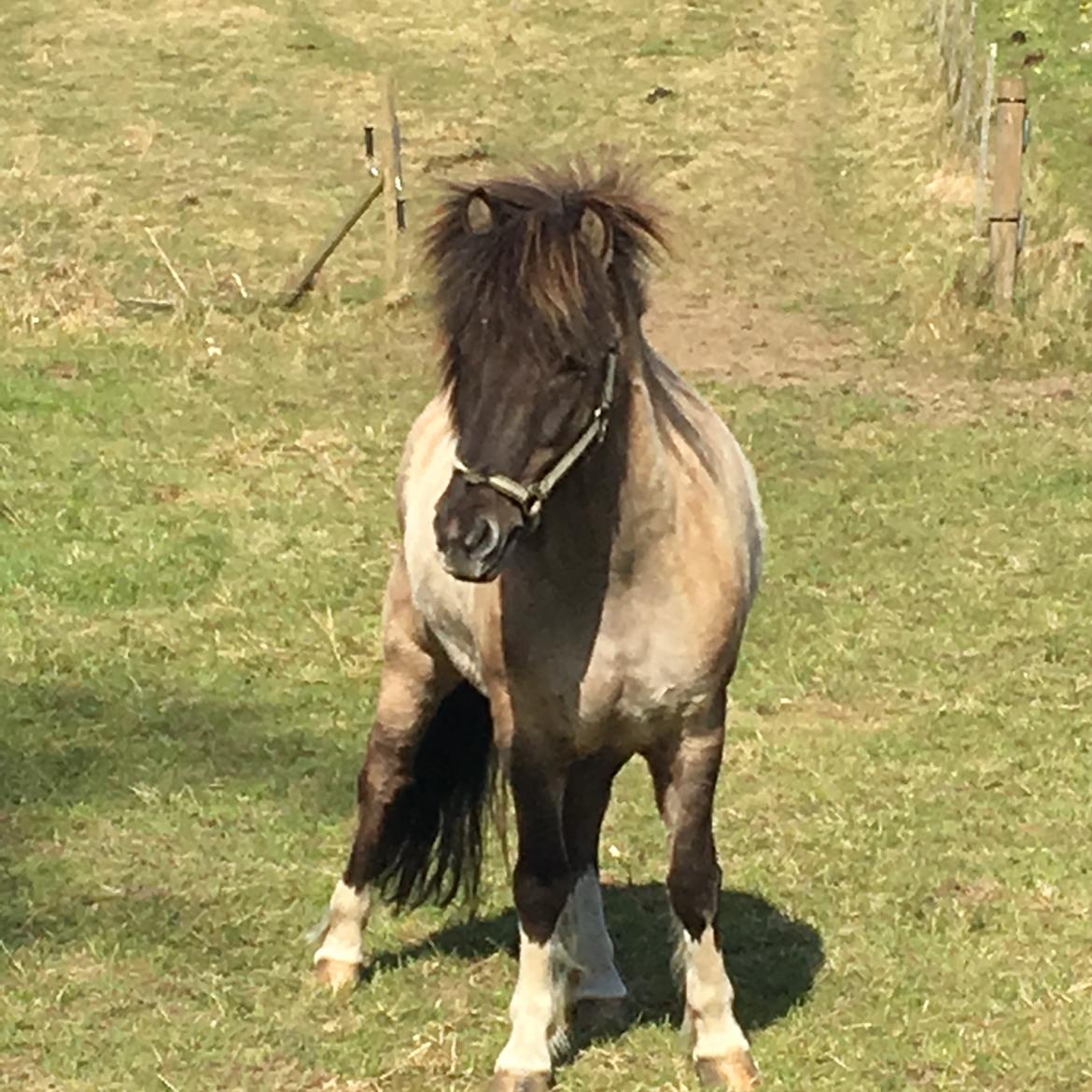Islænder Fjandi Fra Raabyminde billede 15