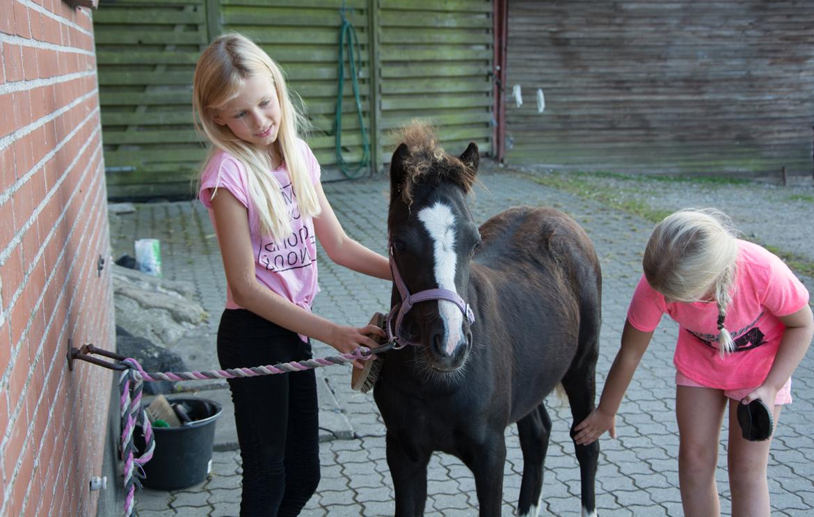 Welsh Mountain (sec A) Sunny Hill Anabell - Anabell groomes 19/8 2016   billede 14