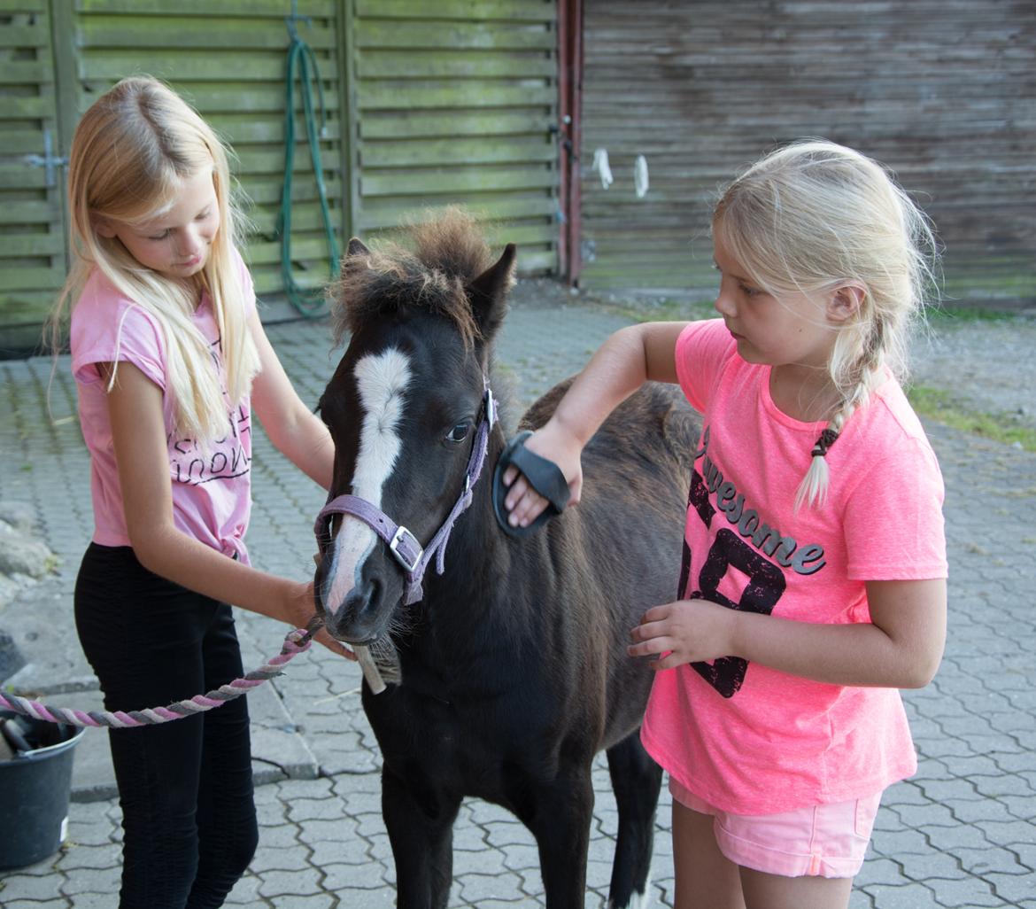 Welsh Mountain (sec A) Sunny Hill Anabell - 19/8 2016  Den perfekte børnepony :) billede 15