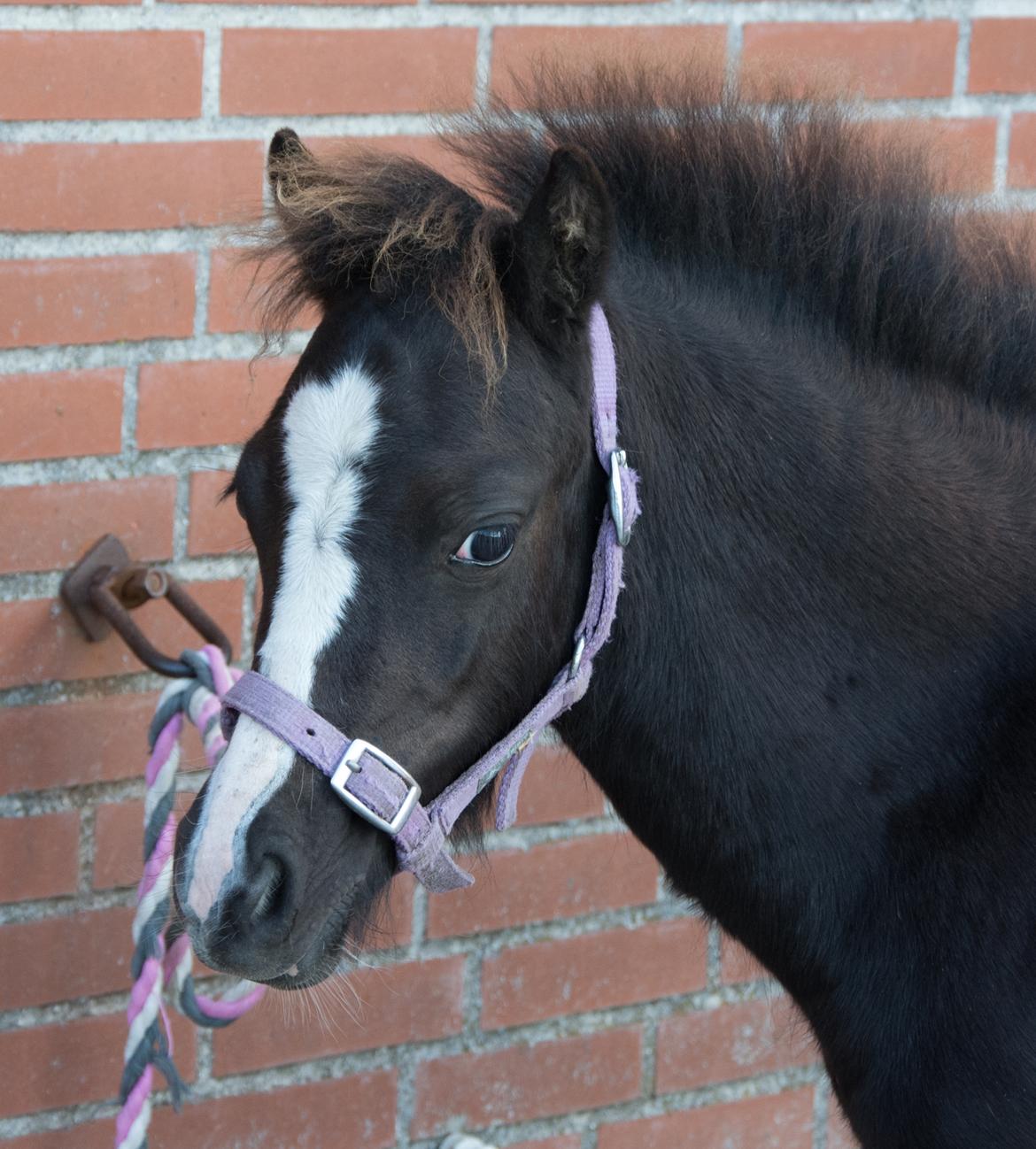 Welsh Mountain (sec A) Sunny Hill Anabell - 19/8 2016 billede 16