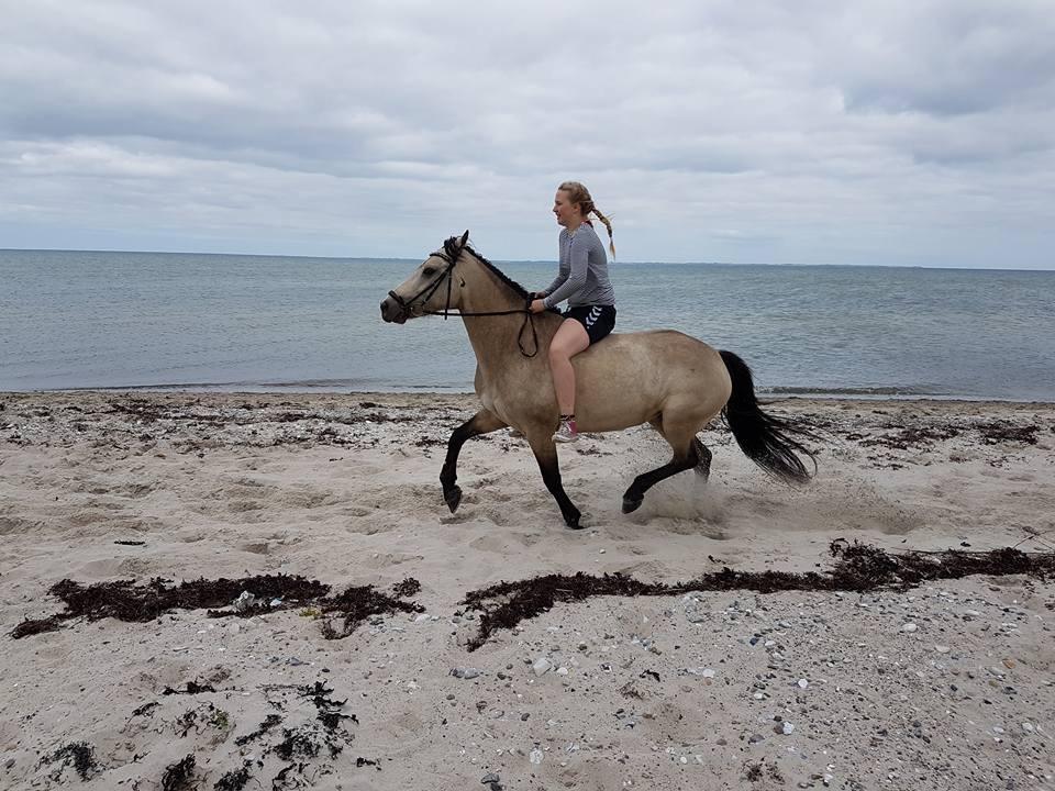 Connemara RHINSTRØM'S KISSING KIAMA billede 12