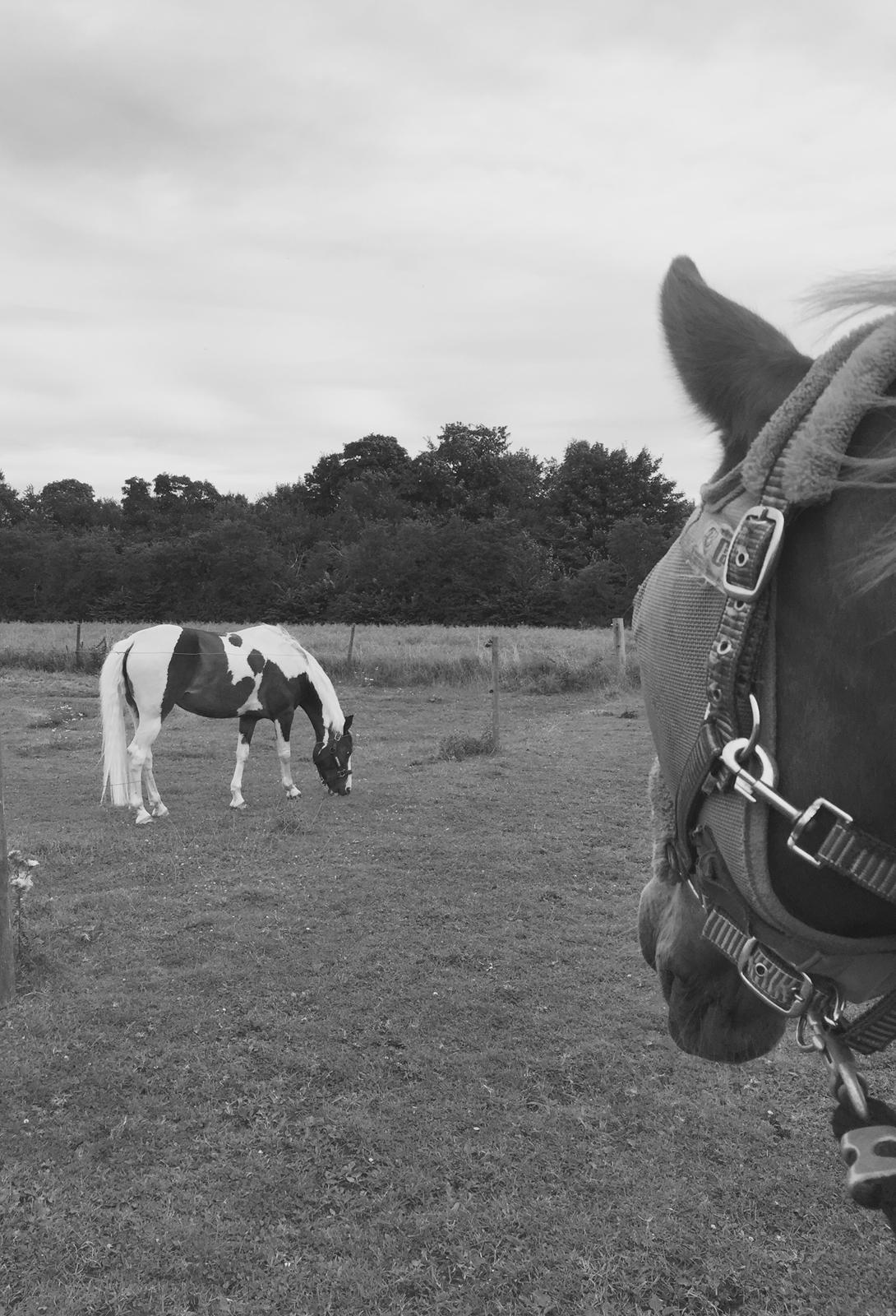 DSP Lady Ammador<3 - B-PONY - Sunshine og Ammador - Min fortid og min fremtid..<3  billede 26