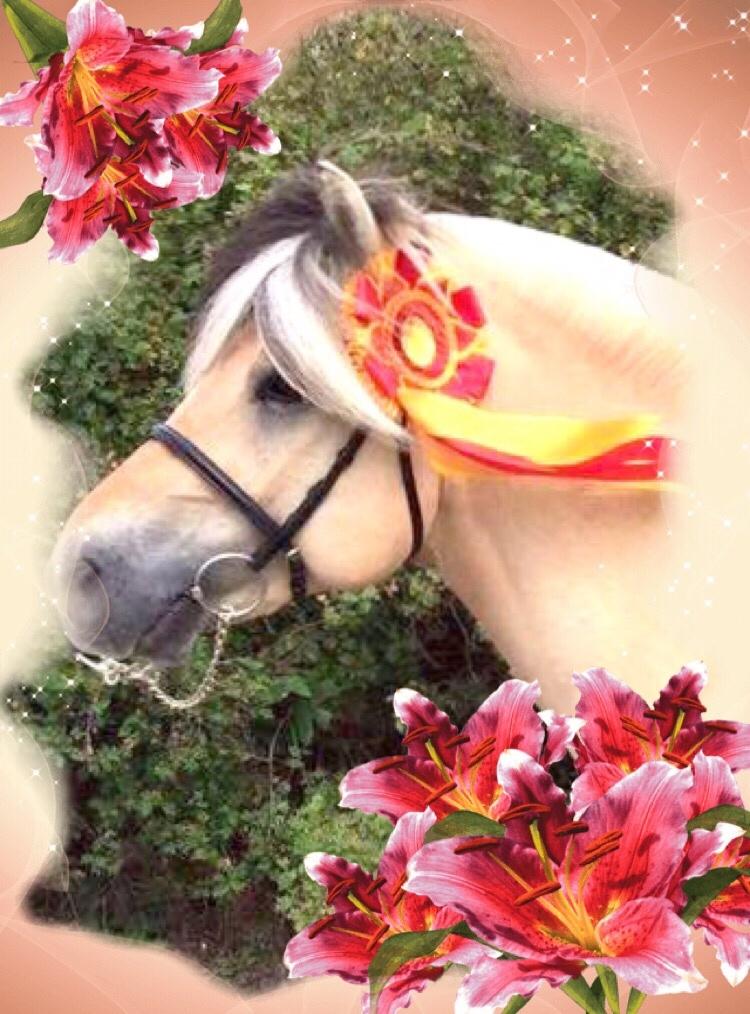 Fjordhest Ecko Frølunde billede 1