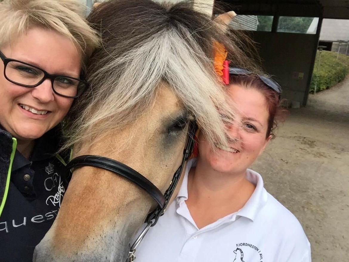 Fjordhest Ecko Frølunde billede 2