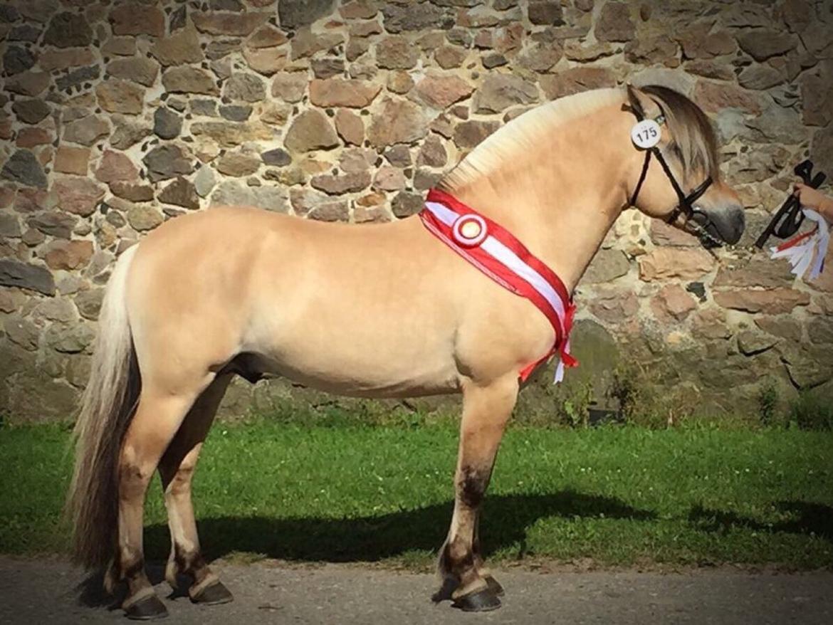 Fjordhest Ecko Frølunde billede 3