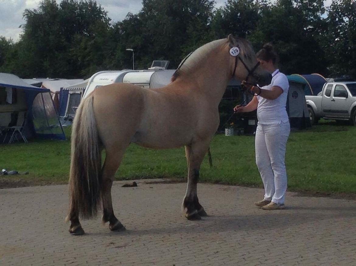 Fjordhest Ecko Frølunde billede 5