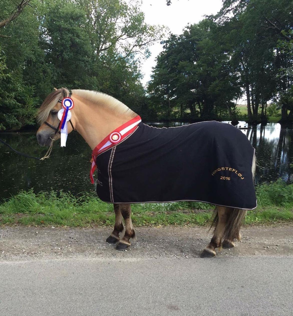 Fjordhest Ecko Frølunde billede 4