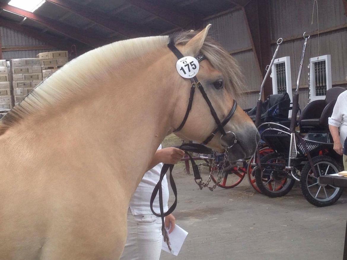 Fjordhest Ecko Frølunde billede 6