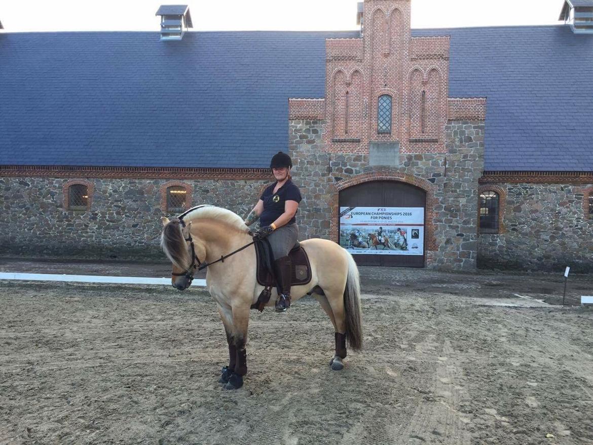 Fjordhest Ecko Frølunde billede 7