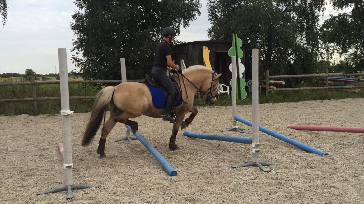 Fjordhest Ecko Frølunde billede 8