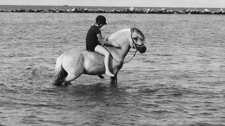 Fjordhest Ecko Frølunde billede 9