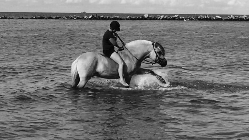 Fjordhest Ecko Frølunde billede 10
