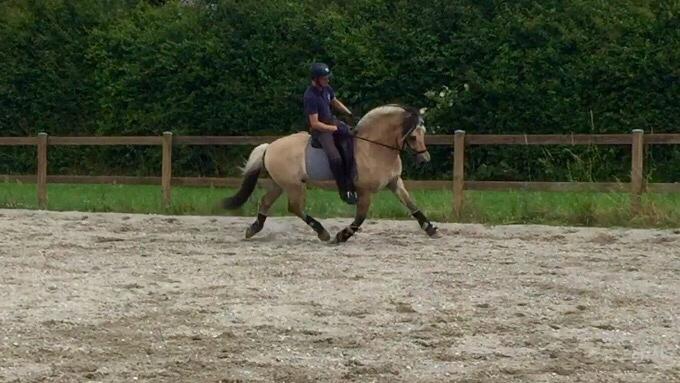 Fjordhest Ecko Frølunde billede 11