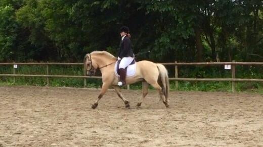 Fjordhest Ecko Frølunde billede 14