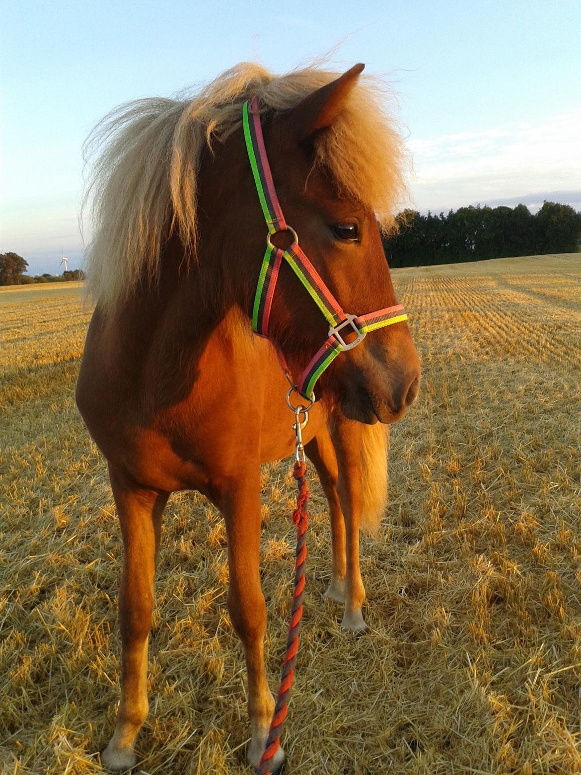 Islænder Gjöf fra Østervang billede 29