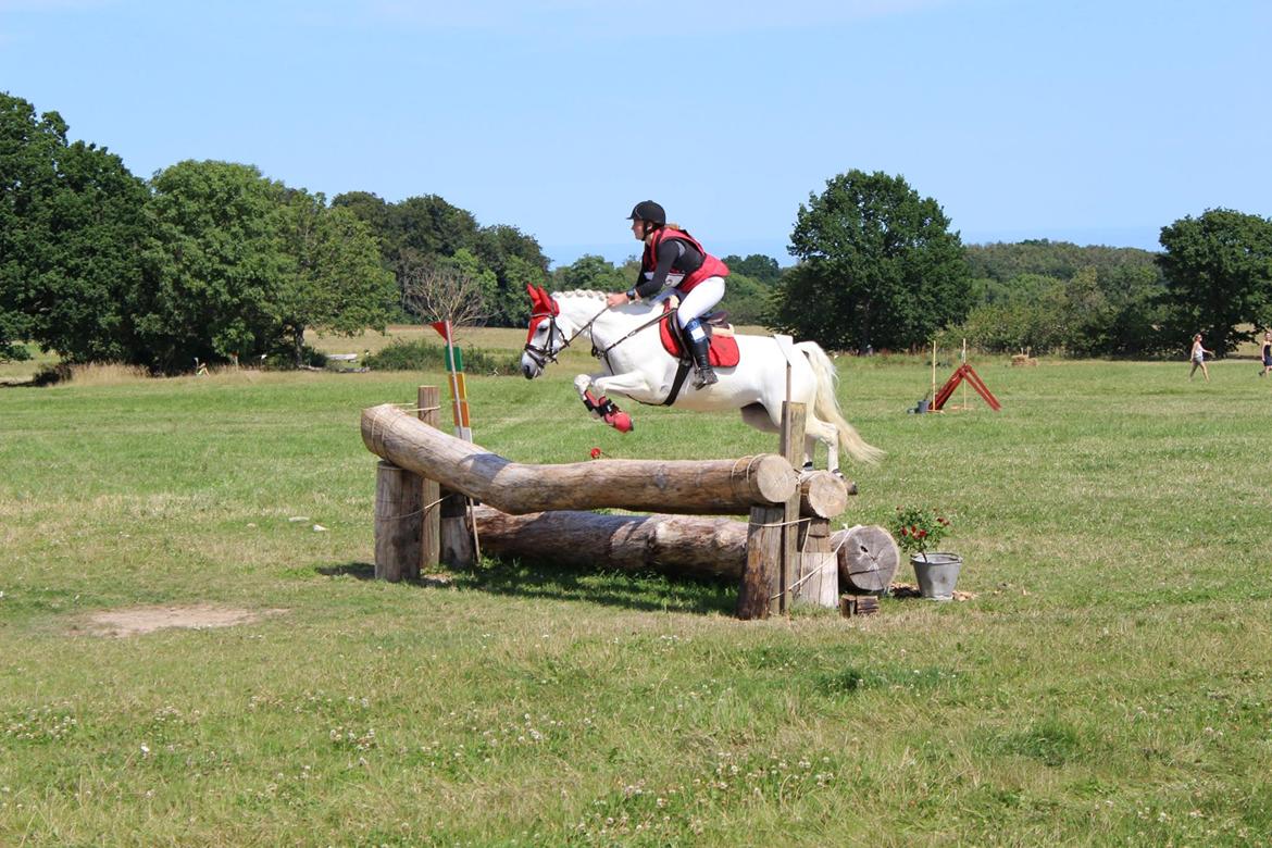 Connemara Paradisets jolene - DM pony military 2016 billede 17