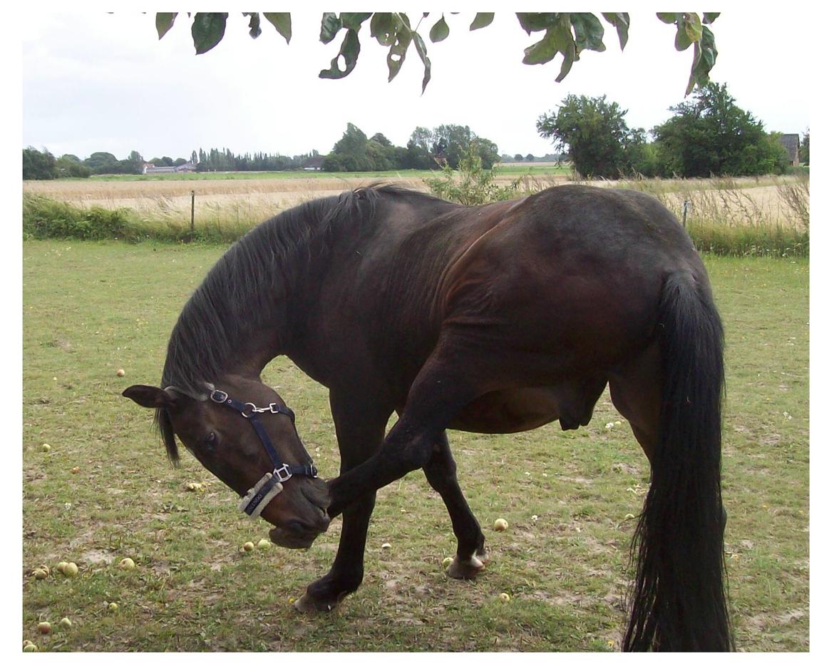 Anden særlig race Basse billede 18