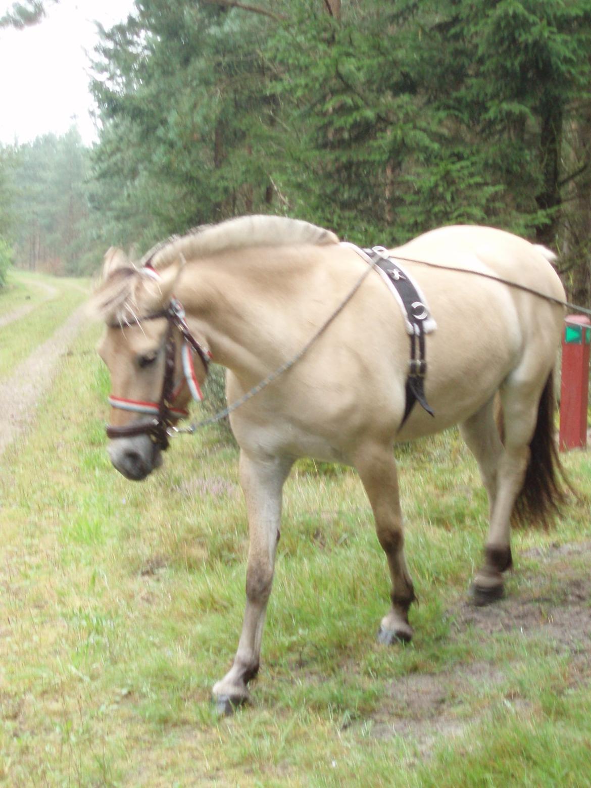 Fjordhest Fjordens Maja - skovtur i lange tømmer 20 August 2016 billede 16