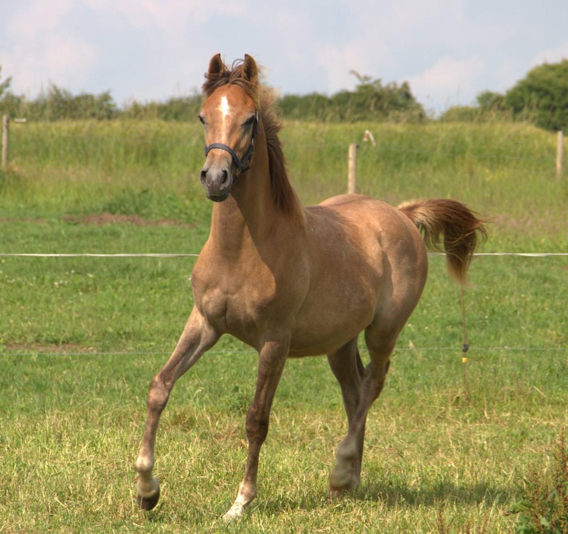 Arabisk fuldblod (OX) Sabeeh Al Khaiff OX billede 1