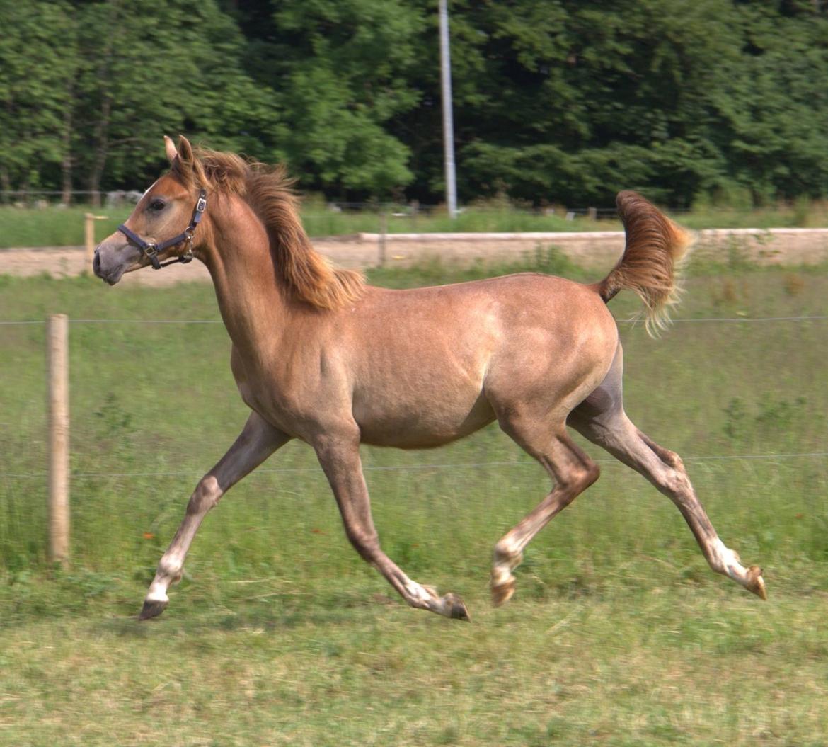 Arabisk fuldblod (OX) Sabeeh Al Khaiff OX billede 2