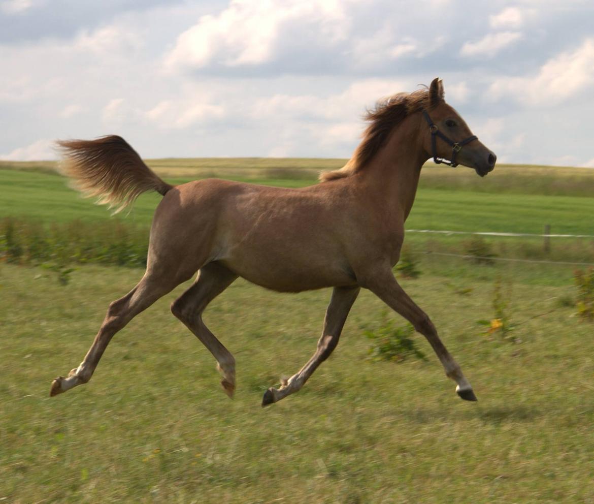 Arabisk fuldblod (OX) Sabeeh Al Khaiff OX billede 3