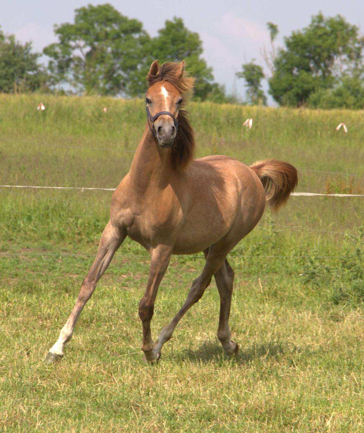 Arabisk fuldblod (OX) Sabeeh Al Khaiff OX billede 4
