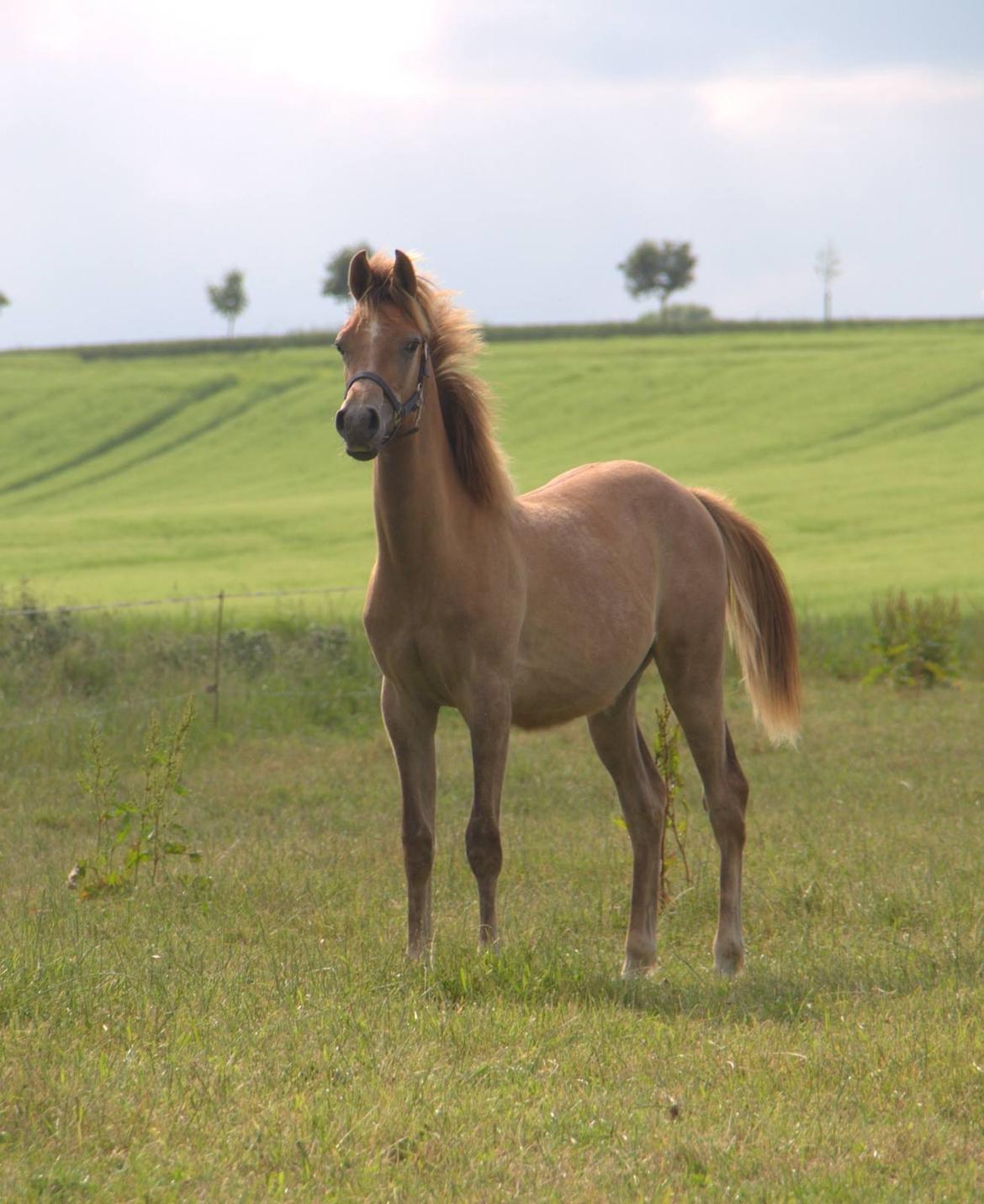 Arabisk fuldblod (OX) Sabeeh Al Khaiff OX billede 5