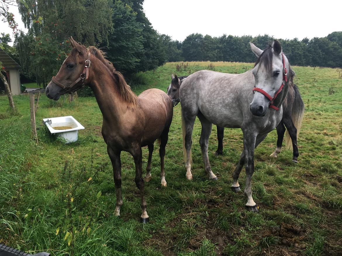 Arabisk fuldblod (OX) Sabeeh Al Khaiff OX billede 6