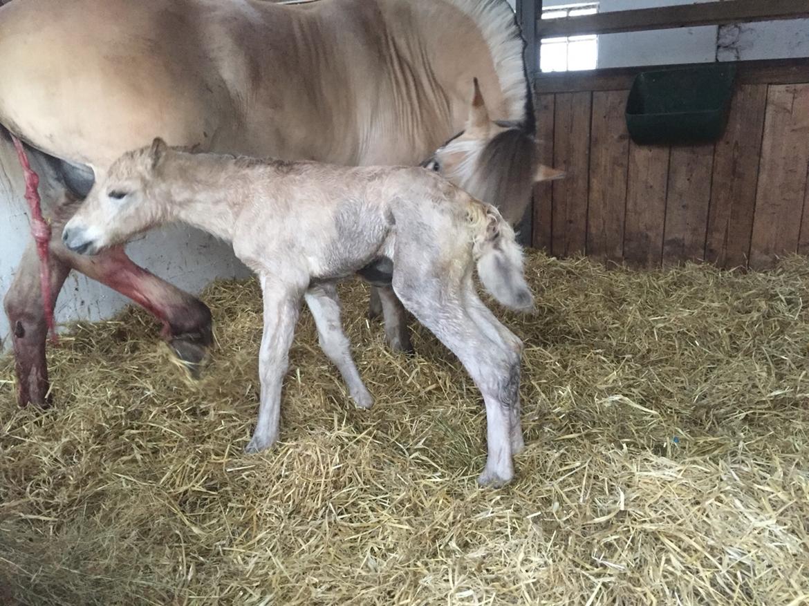 Fjordhest Røntved's Halina billede 2