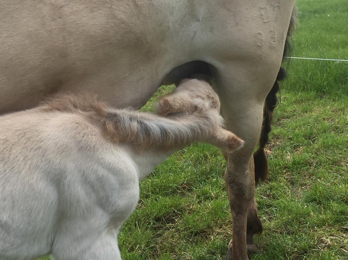 Fjordhest Røntved's Halina billede 5