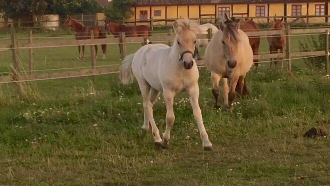 Fjordhest Røntved's Halina billede 16