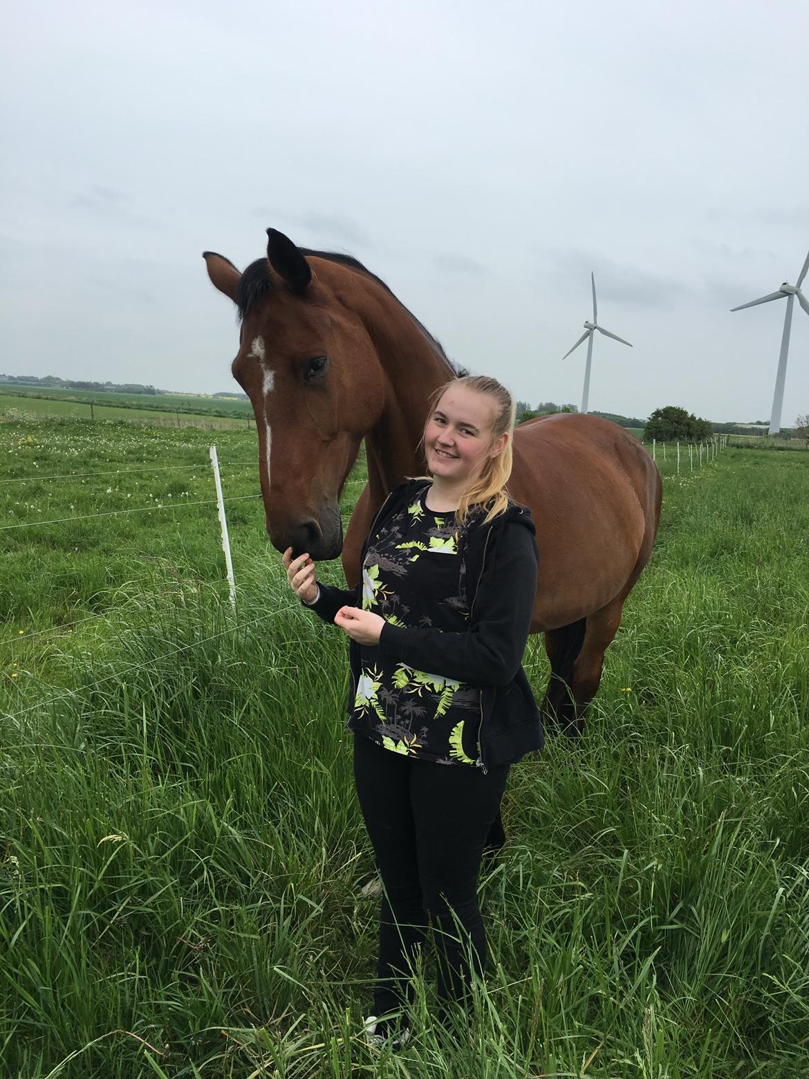 Dansk Varmblod Dancing Queen billede 7