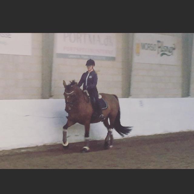 Dansk Varmblod Dancing Queen billede 9