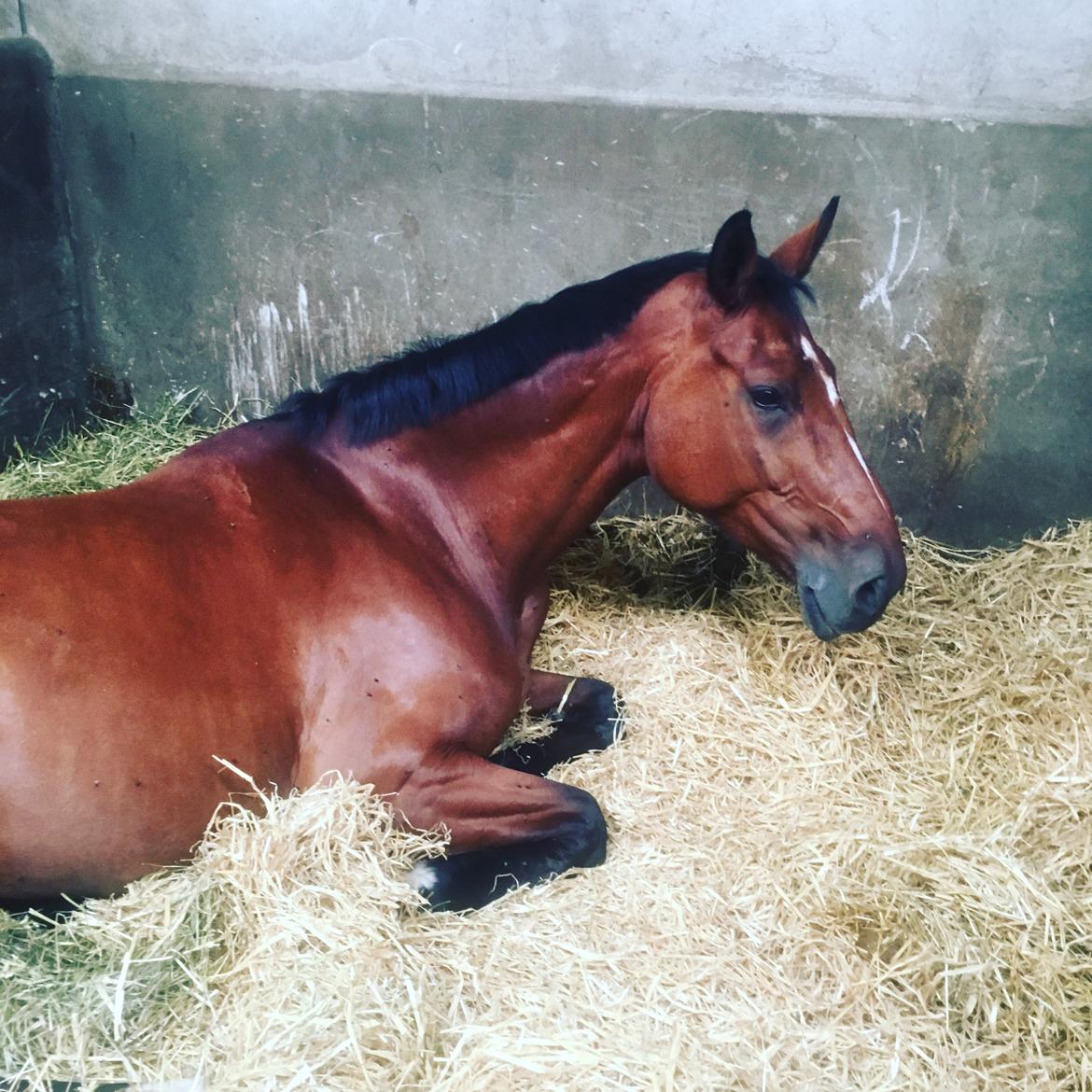 Dansk Varmblod Dancing Queen billede 10