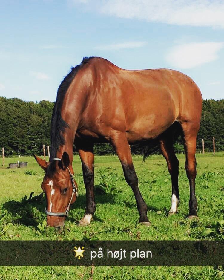 Dansk Varmblod Dancing Queen billede 11