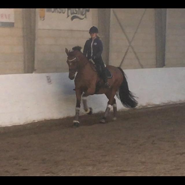 Dansk Varmblod Dancing Queen billede 14