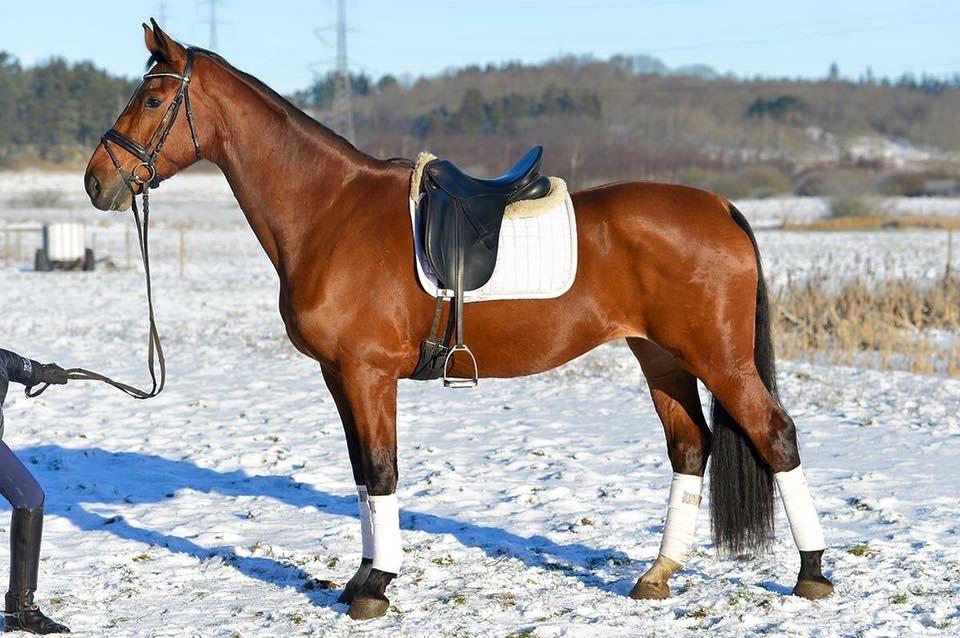 Dansk Varmblod Dancing Queen billede 15