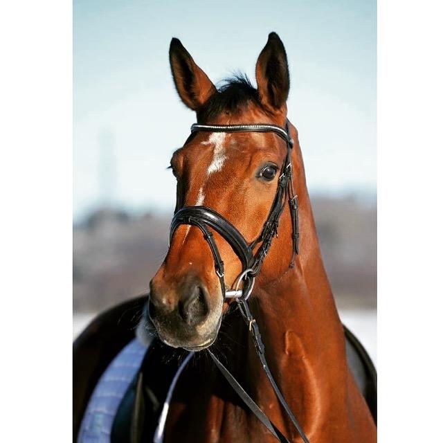 Dansk Varmblod Dancing Queen billede 16