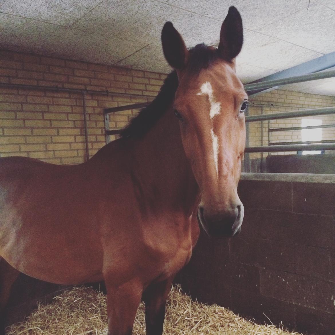 Dansk Varmblod Dancing Queen billede 8