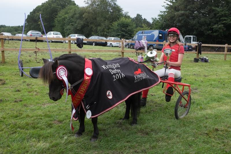 Shetlænder Mille - Derbyvindere 2016 Kvistgård Travbane - vandt begge vores løb, trods hård konkurrence gennem hele derbyløbet, stak vi af med to sejre i dag. Meget glade :) billede 4