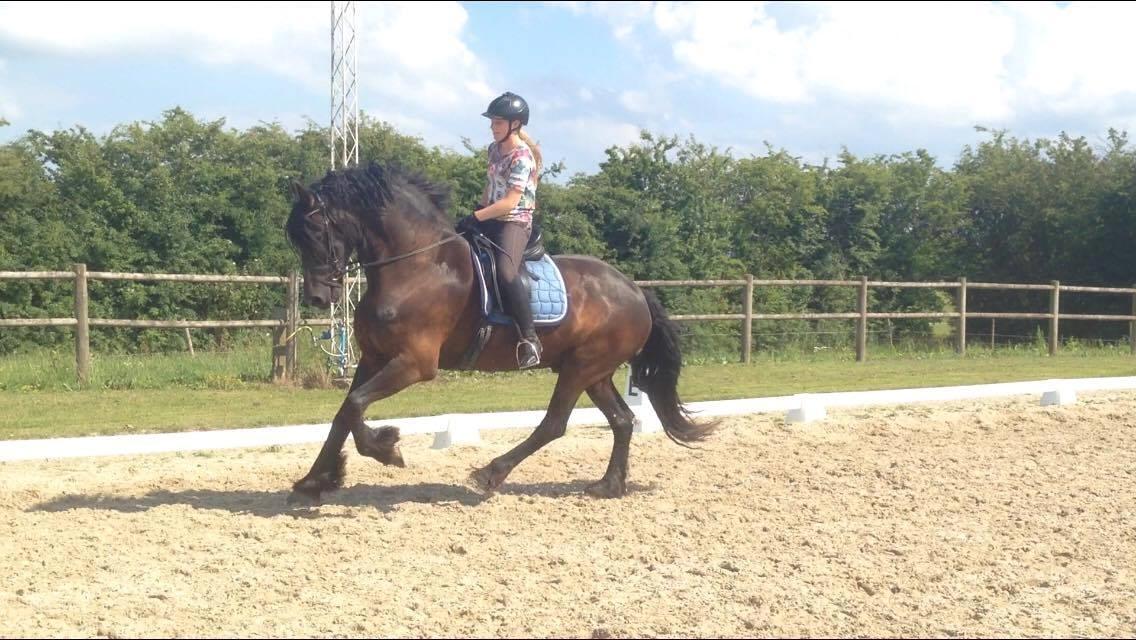 Frieser Alegro Ellemose  billede 1