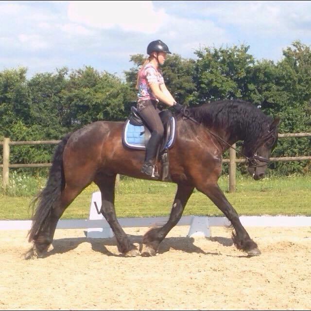 Frieser Alegro Ellemose  billede 9