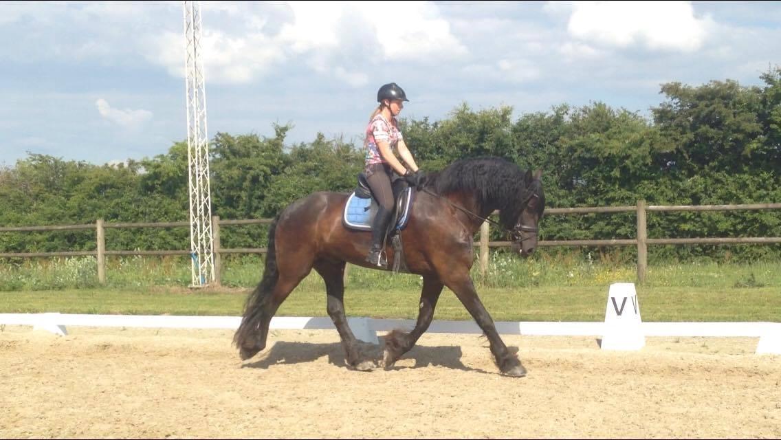 Frieser Alegro Ellemose  billede 11