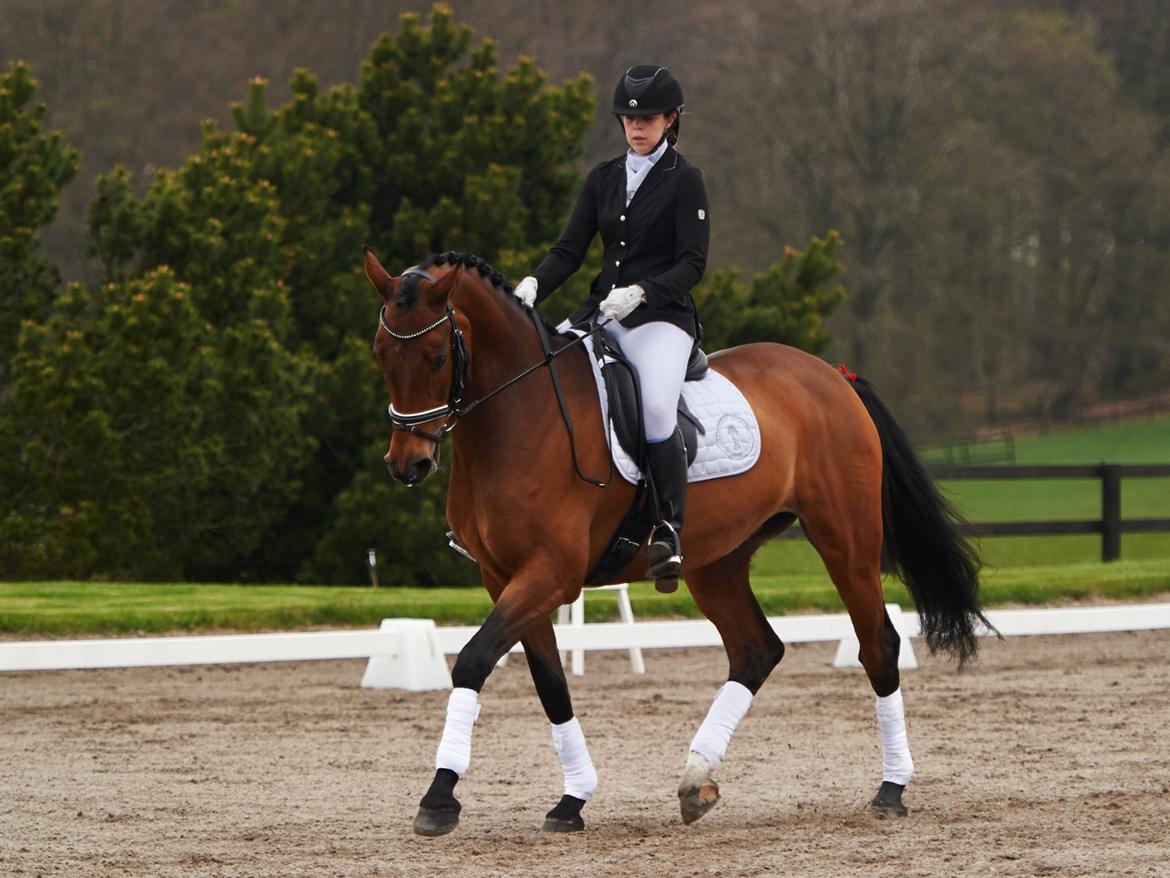 Dansk Varmblod Storbjergs Cassiopeia RDS - Vinder af LA2 med 68,20% til NSR's distriktsstævne. D. 1-Maj-2016. Foto: Animal-Print billede 2