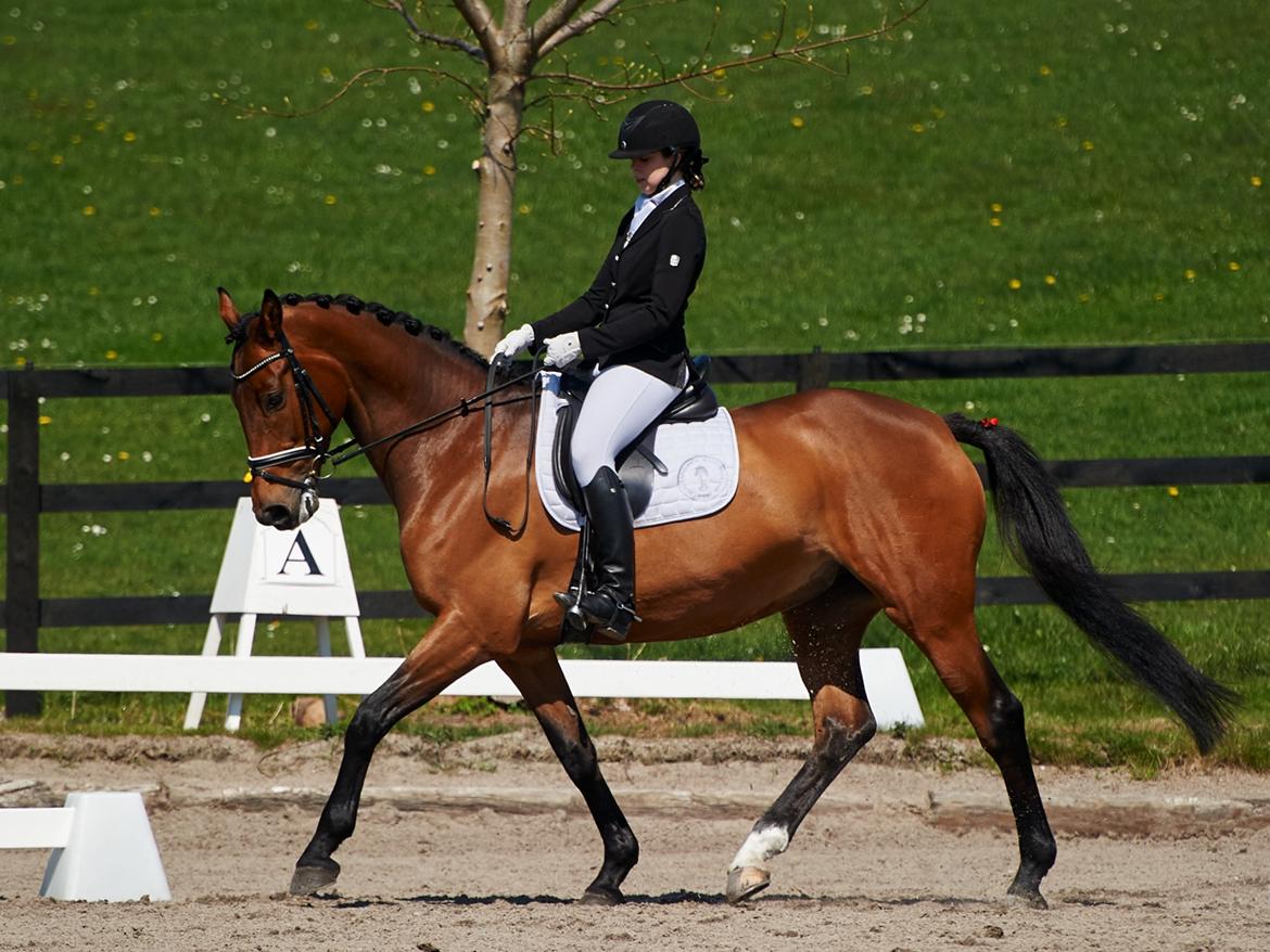 Dansk Varmblod Storbjergs Cassiopeia RDS - Første LA4 på distriktsplan. Vi red til lige over 65%! D. 1-Maj-2016. Foto: Animal-Print billede 9