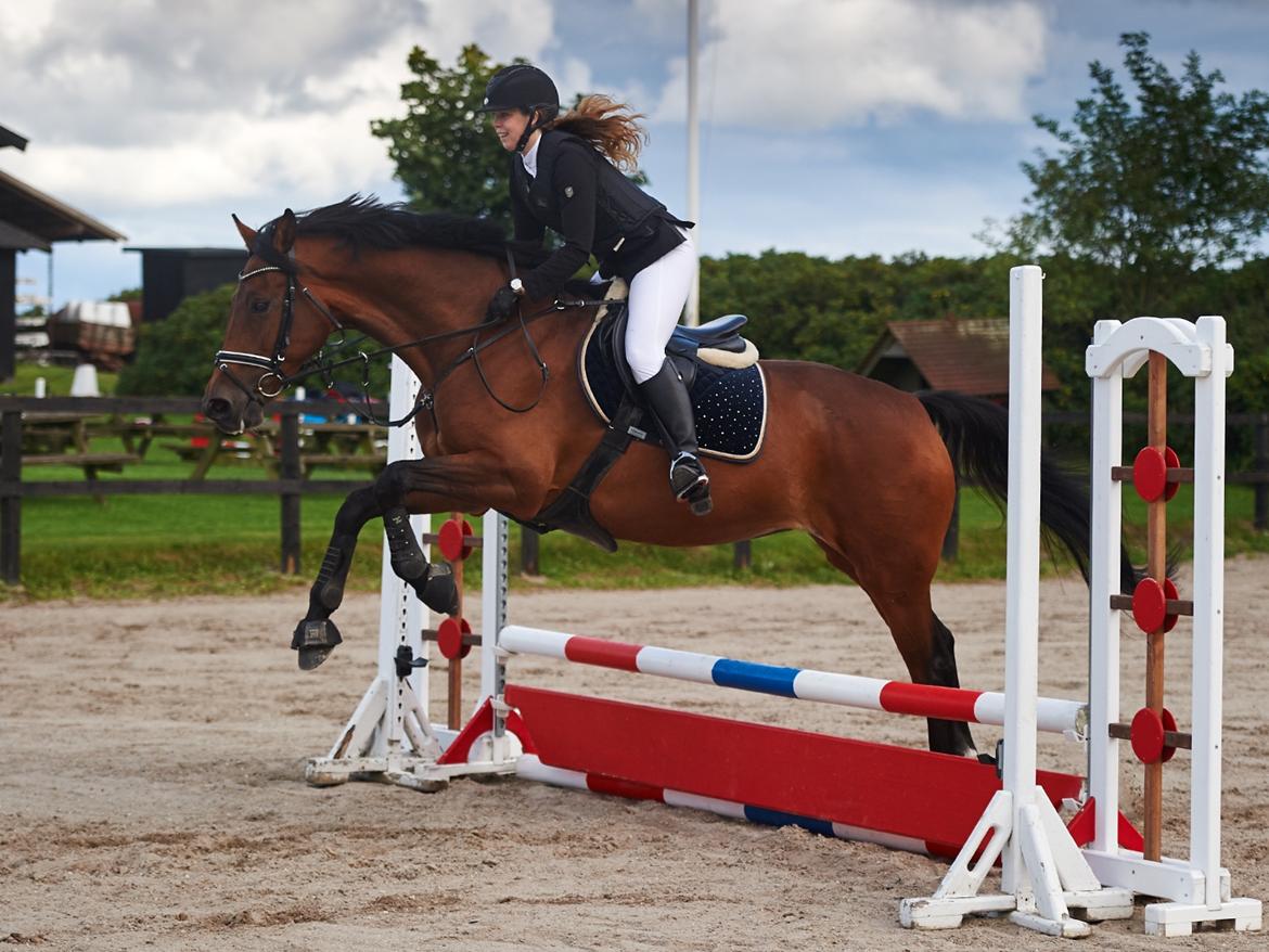 Dansk Varmblod Storbjergs Cassiopeia RDS - 0 fejl i 70cm til sløjfespring på NSR - glæden er ikke til at tage fejl af :-) D. 10-Aug-2016. Foto: Animal-Print billede 18