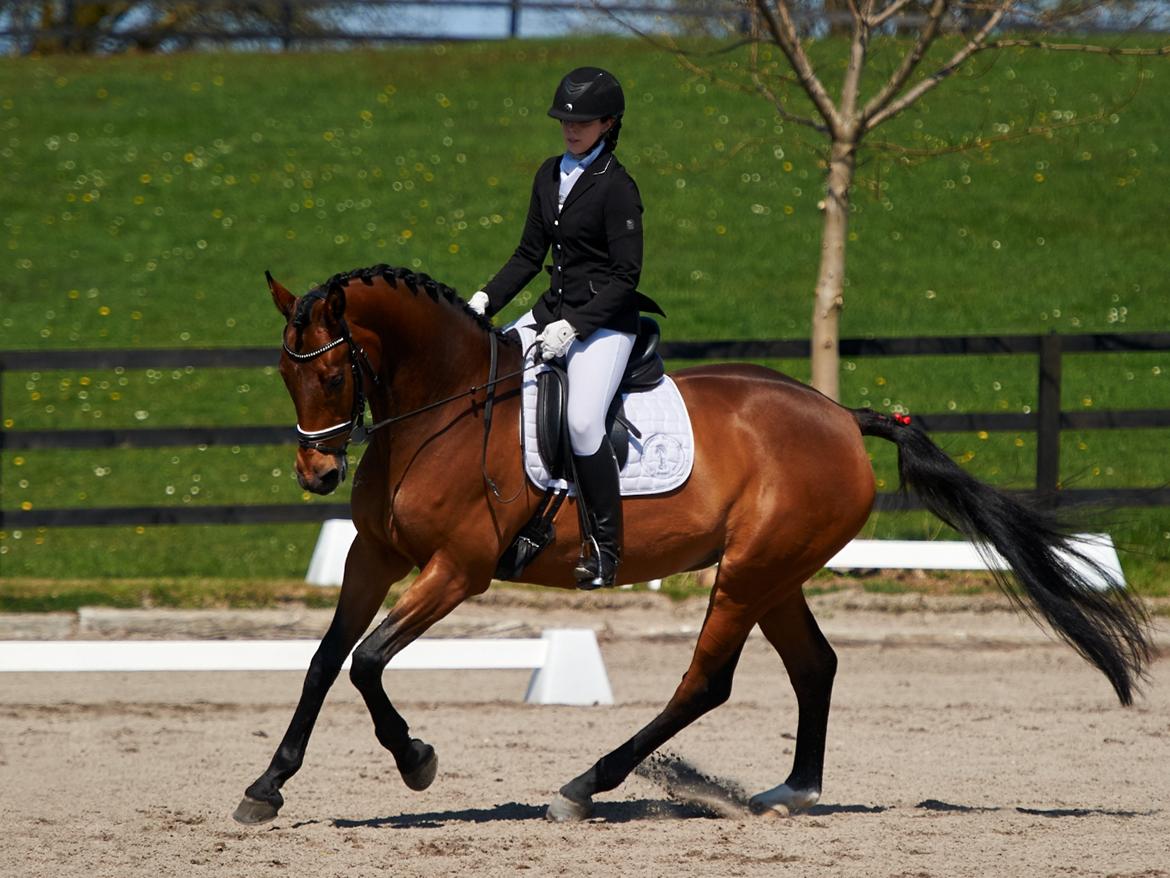 Dansk Varmblod Storbjergs Cassiopeia RDS - Første LA4 på distriktsplan. Vi red til lige over 65%! D. 1-Maj-2016. Foto: Animal-Print billede 10