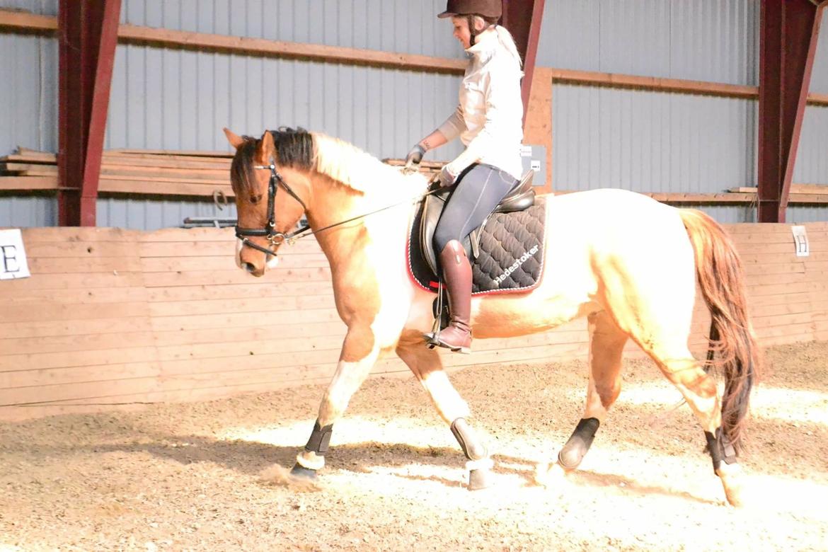 Anden særlig race Scirocco billede 23