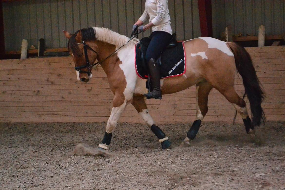 Anden særlig race Scirocco billede 24