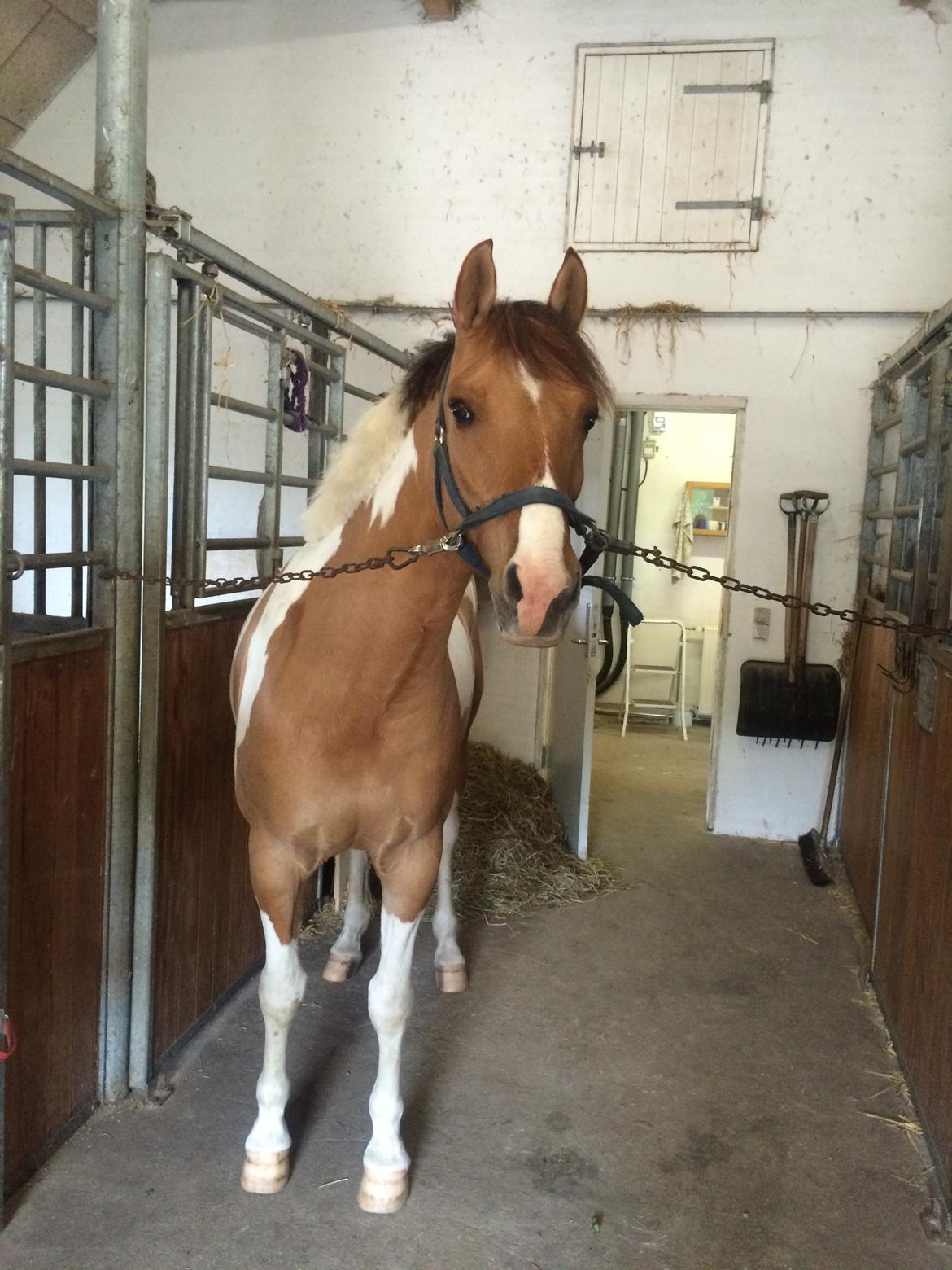 Anden særlig race Scirocco billede 27